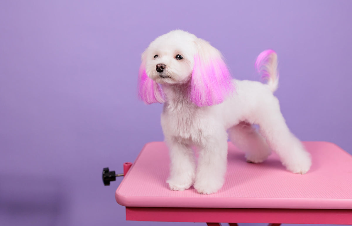 A small white dog with pink-coloured ears and tail